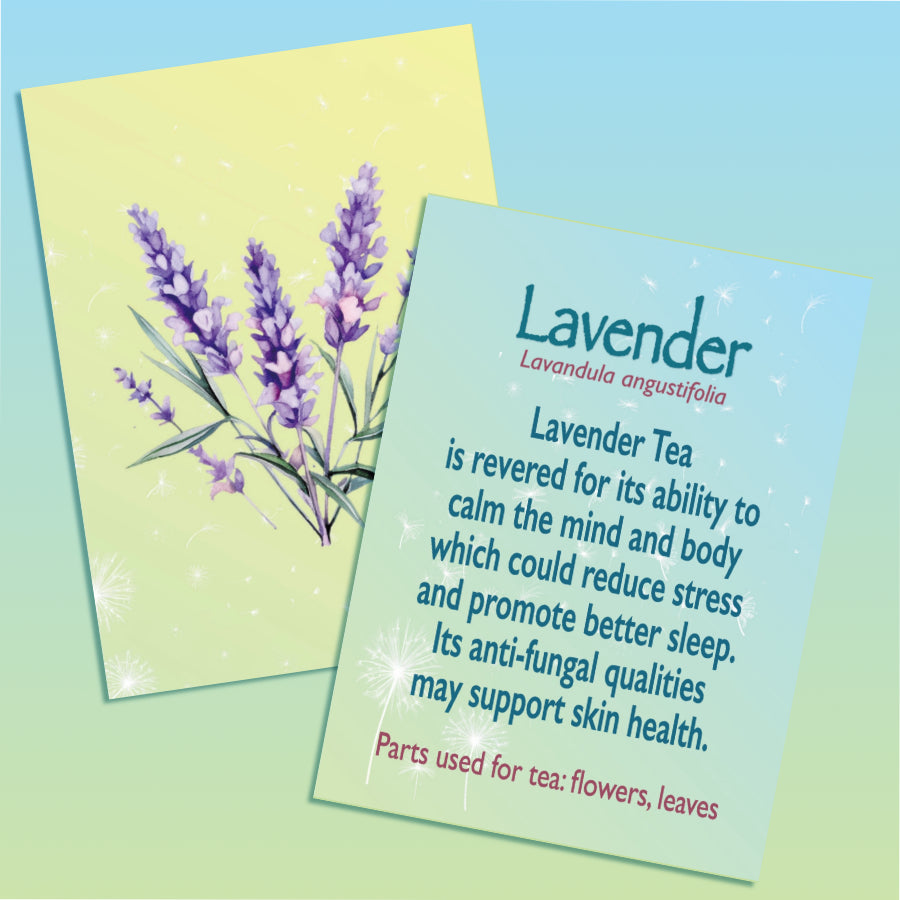 This image contains two images. One of the front and one of the back of a flashcard providing information about Lavender Tea. The image of the front of the card includes an illustration of the Lavender plant against a light yellow and green gradient background. The second image is of the back of the card with text describing the top Lavender Tea benefits and the parts used to make tea The text sits against a light blue and green gradient background.