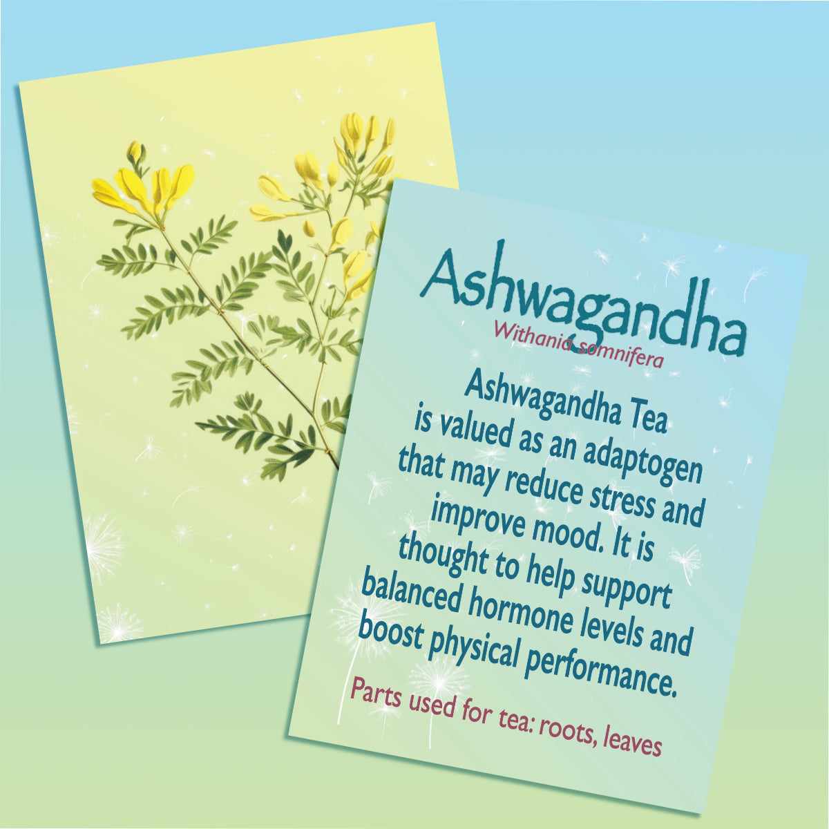 This image contains two images. One of the front and one of the back of a flashcard providing information about Ashwagandha Tea. The image of the front of the card includes an illustration of the Ashwagandha plant against a light yellow and green gradient background. The second image is of the back of the card with text describing the top Ashwagandha Tea benefits and the parts used to make tea The text sits against a light blue and green gradient background.