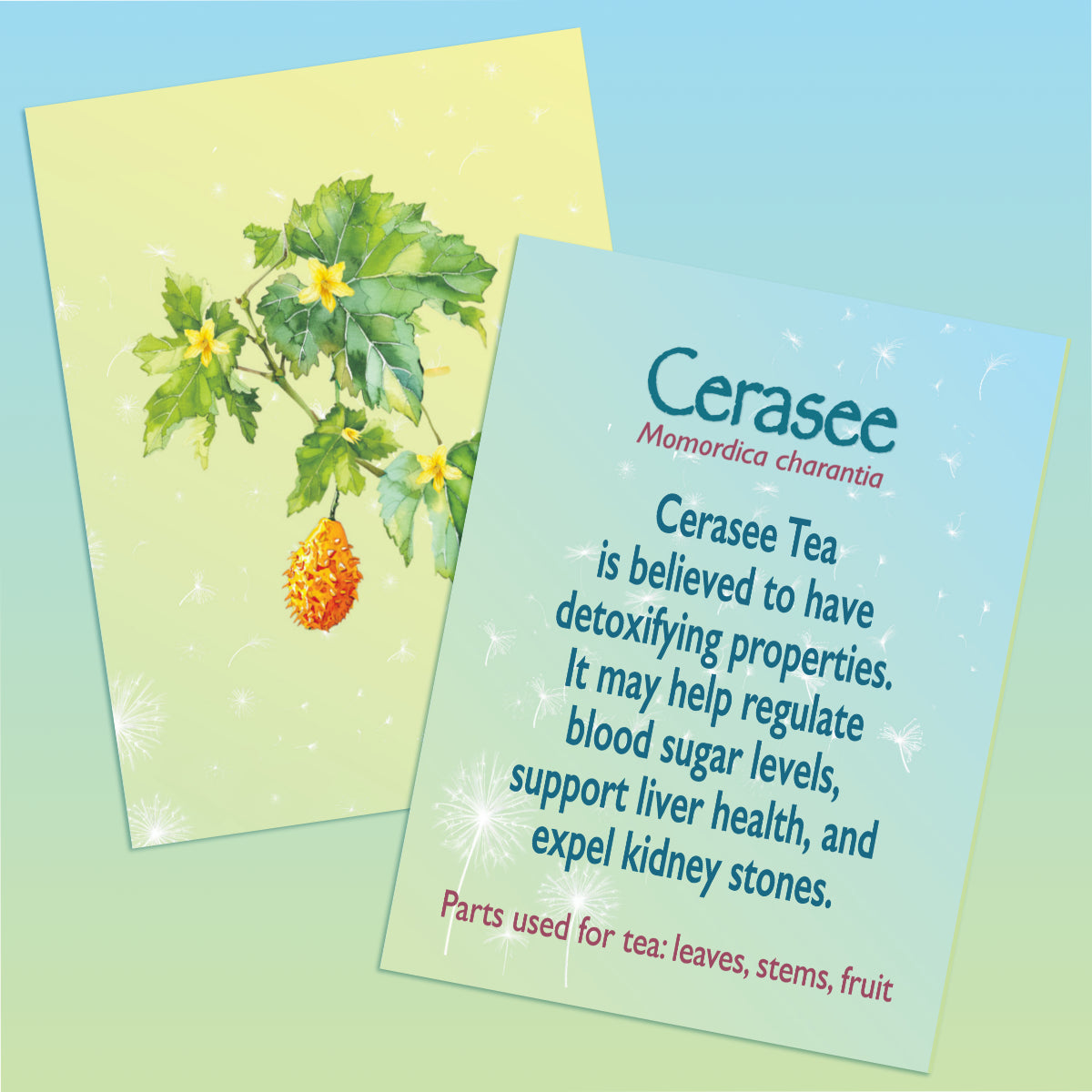 This image contains two images. One of the front and one of the back of a flashcard providing information about Cerasee Tea. The image of the front of the card includes an illustration of the Cerasee plant against a light yellow and green gradient background. The second image is of the back of the card with text describing the top Cerasee tea benefits and the parts used to make tea The text sits against a light blue and green gradient background.