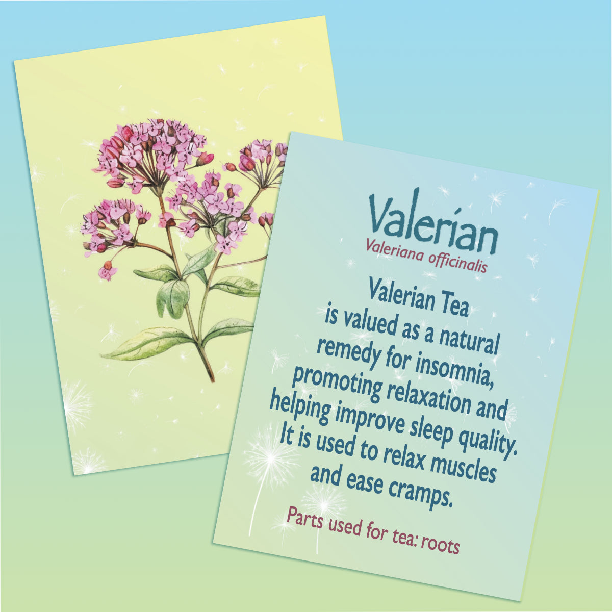 This image contains two images. One of the front and one of the back of a flashcard providing information about Valerian Tea. The image of the front of the card includes an illustration of the Valerian plant against a light yellow and green gradient background. The second image is of the back of the card with text describing the top Valerian tea benefits and the parts used to make tea The text sits against a light blue and green gradient background.