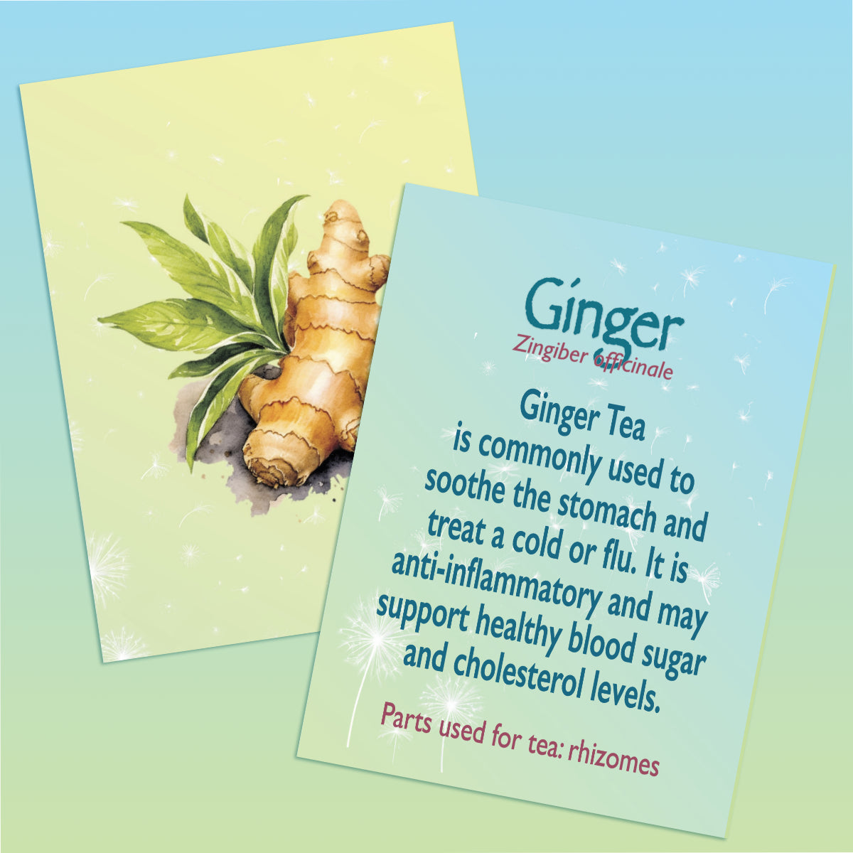 This image contains two images. One of the front and one of the back of a flashcard providing information about Ginger Tea. The image of the front of the card includes an illustration of the Ginger root against a light yellow and green gradient background. The second image is of the back of the card with text describing the top Ginger Tea benefits and the parts used to make tea The text sits against a light blue and green gradient background.